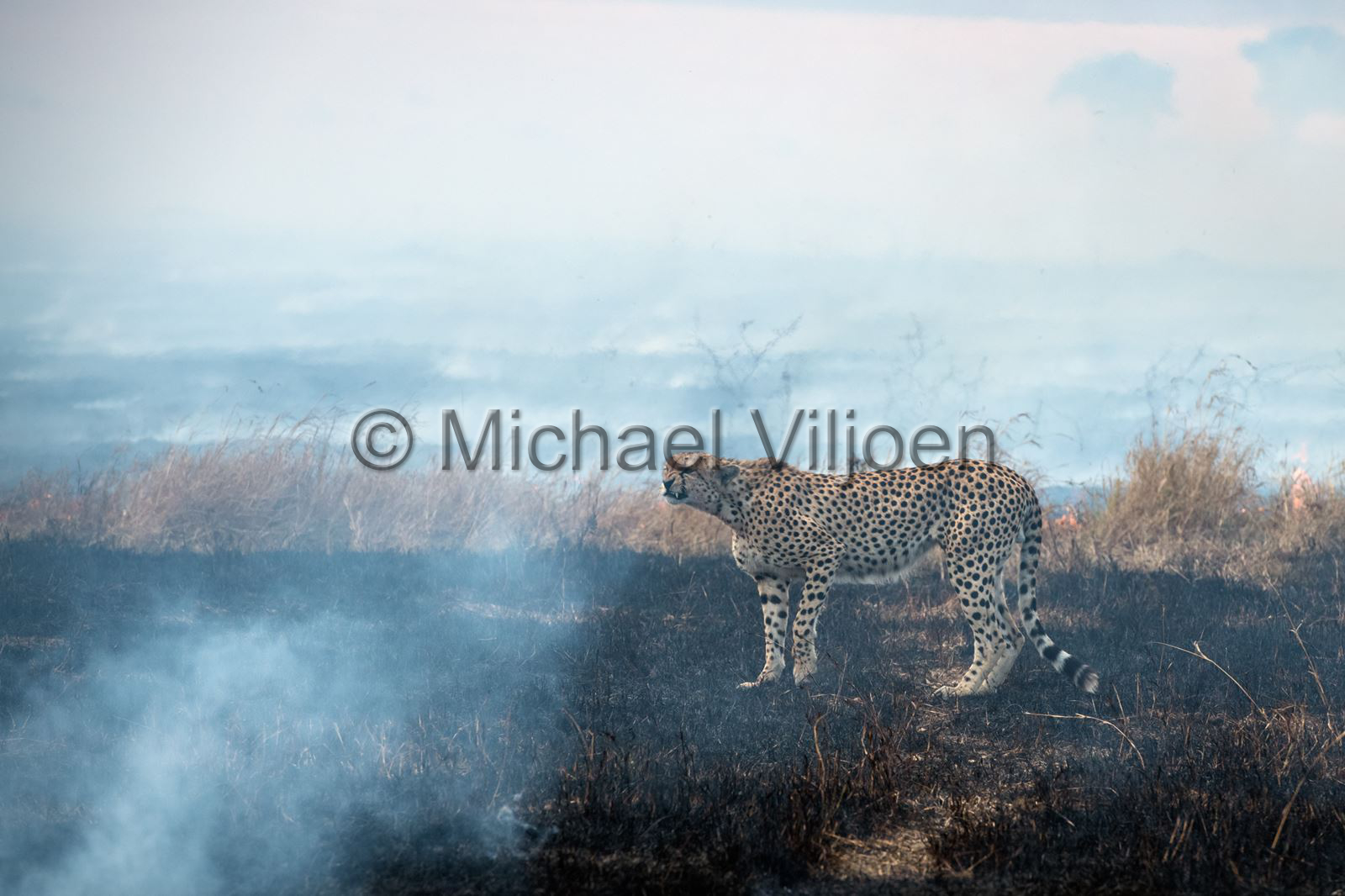 Cheetah Photography